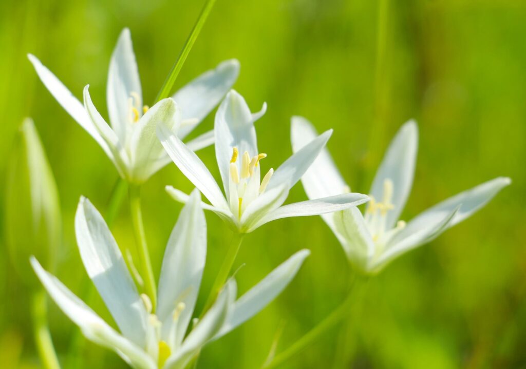 garden star of behtlehem flowers