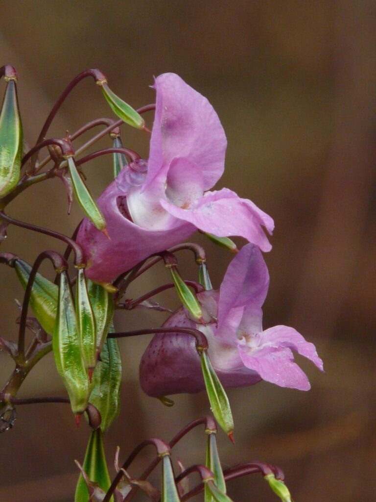 himalayan balsam