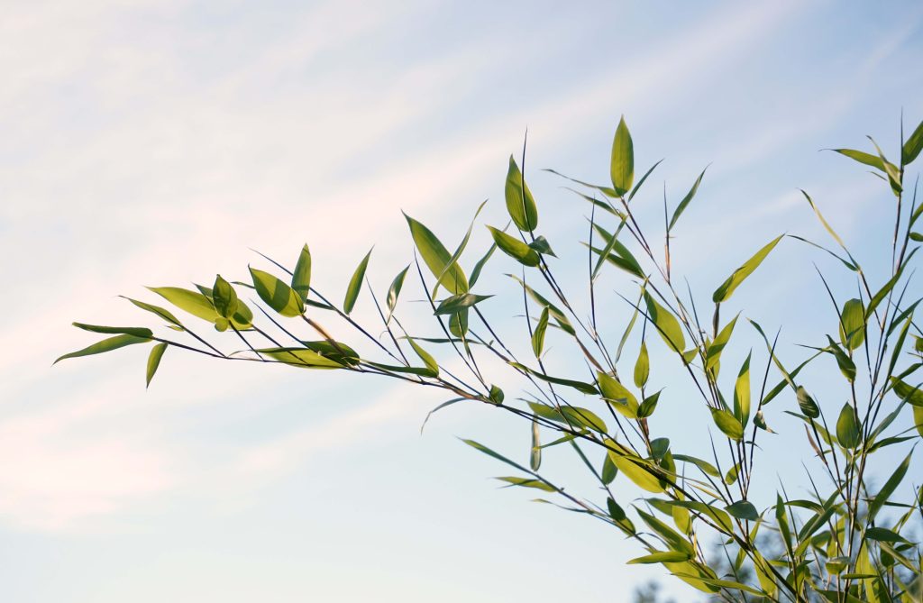 bamboo plant