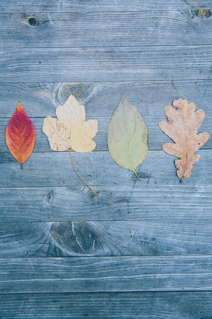 different types of leaves