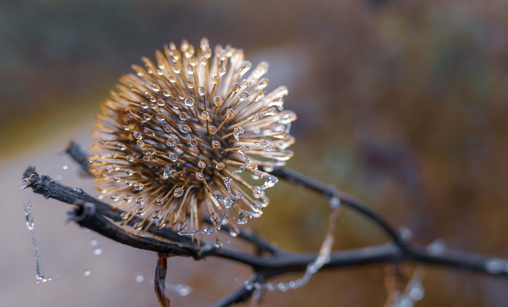 water drops on a plant