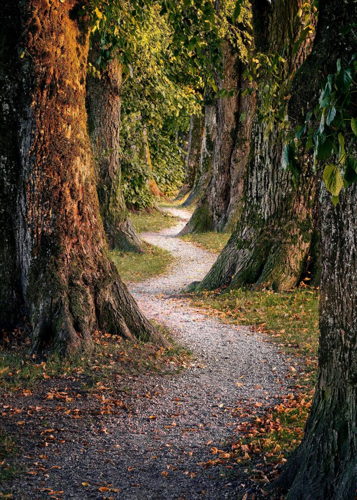 tree path